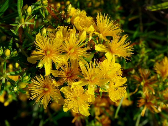 {Hypericum interior}